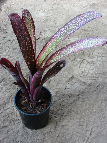 Billbergia HenryTeusher