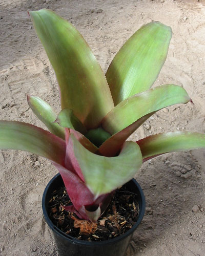 BillBillbergia Eeuphemiae Vr Purpurea