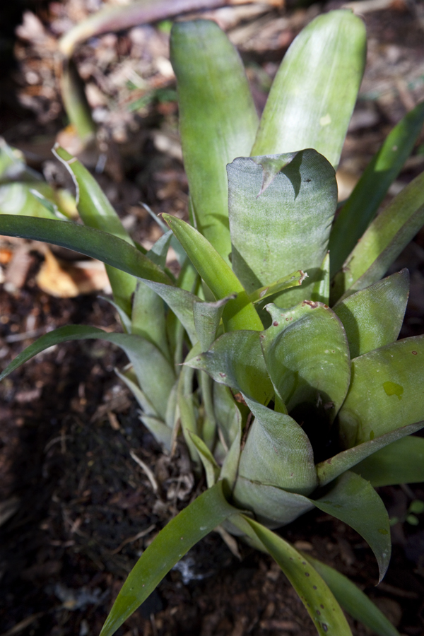 Billbergia Bobtail, Lloyd Godman