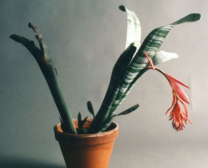 Billbergia Horrida, Lloyd Godman