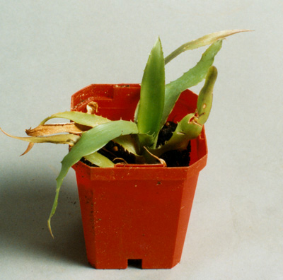 Billbergia Muriel Waterman 