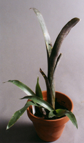 Billbergia Yayee 