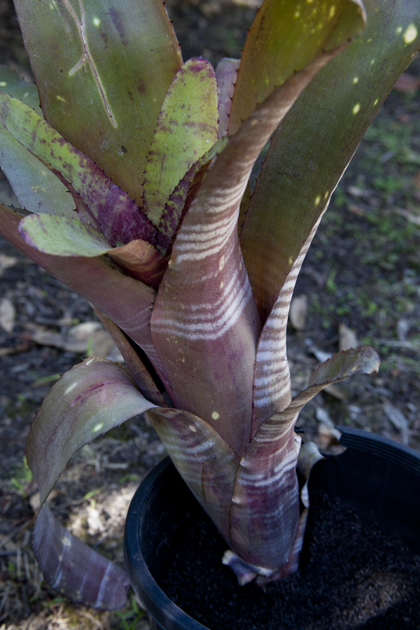 Billbergia Unknown 7, Lloyd Godman