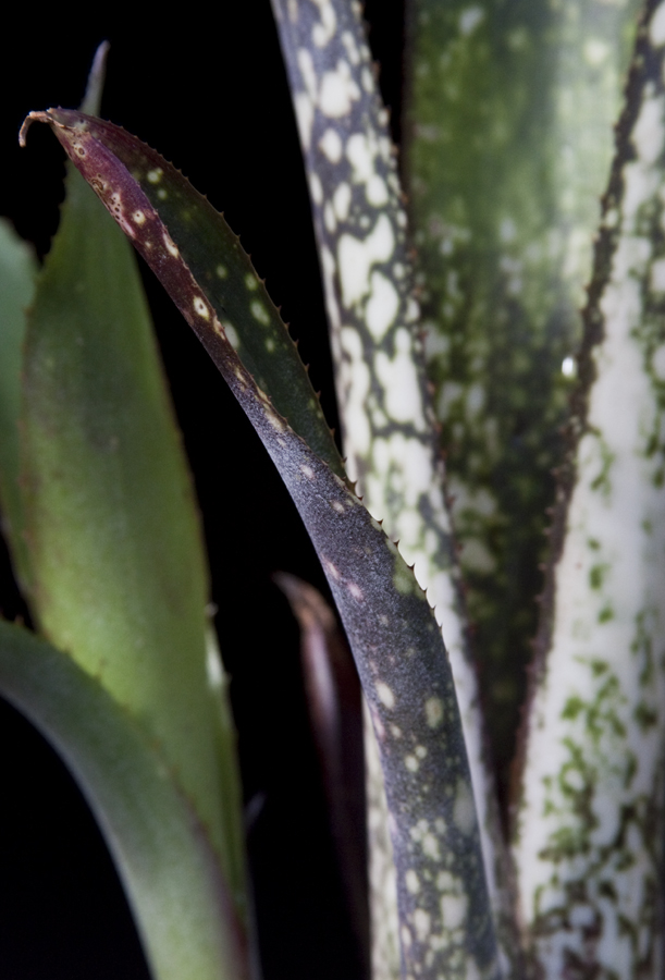 Billbergia Caramba