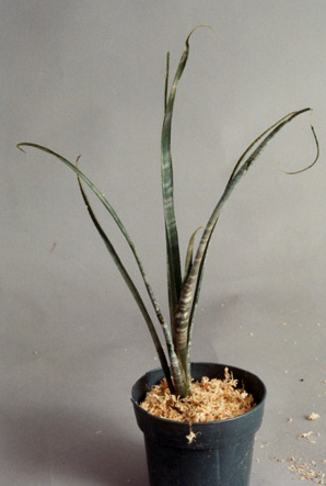 Billbergia Meyeri 