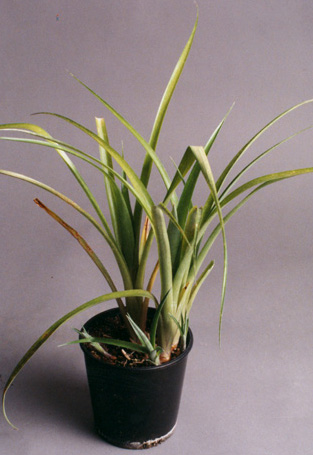 Billbergia Nutans