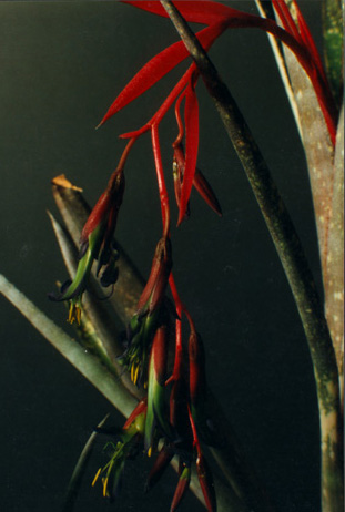 Billbergia Chlorosticta 