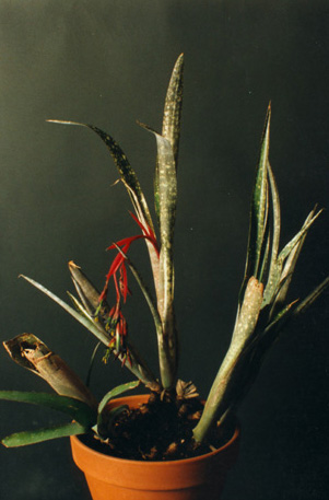 Billbergia Chlorosticta 