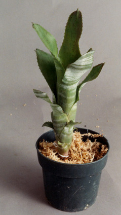 Billbergia Vittata