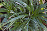 Dyckia No 1, Lloyd Godman