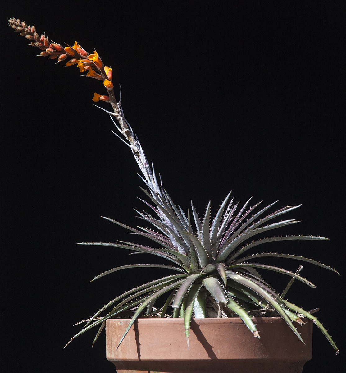 Dyckia Ruby Ryde F2