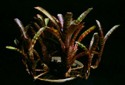 Neoregelia Ampullaria 