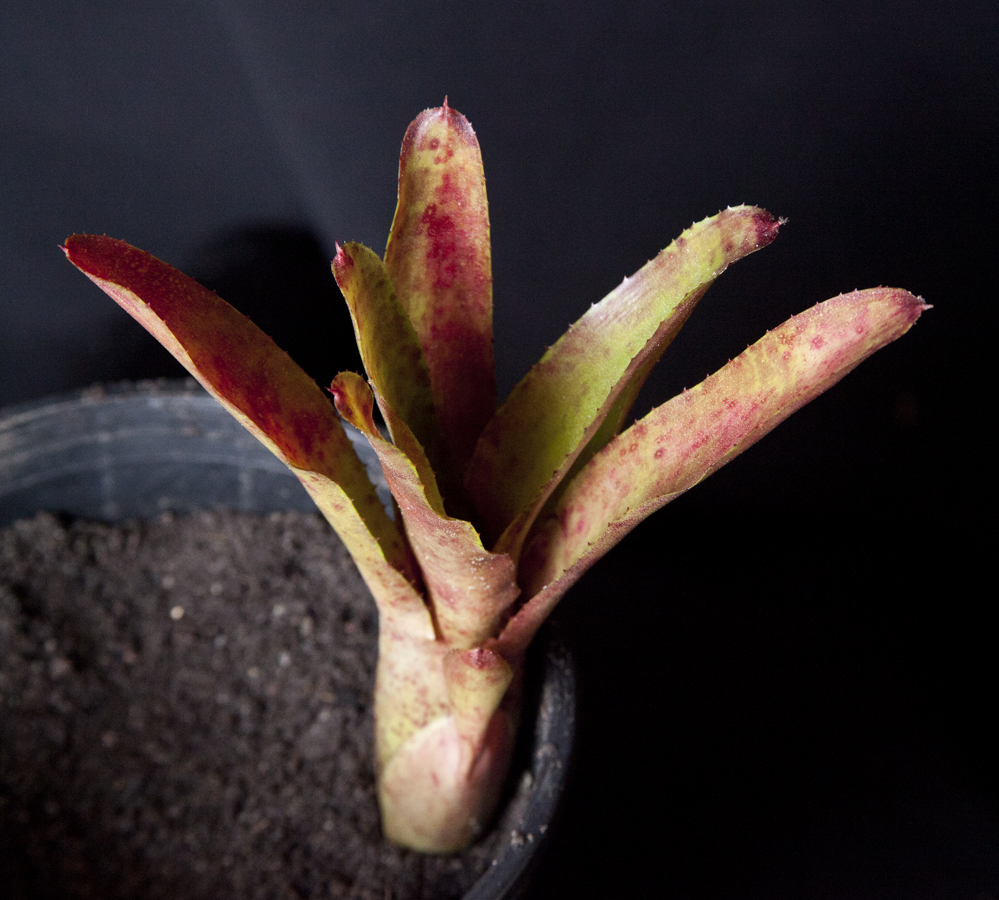 Neoregelia Ampullaria 