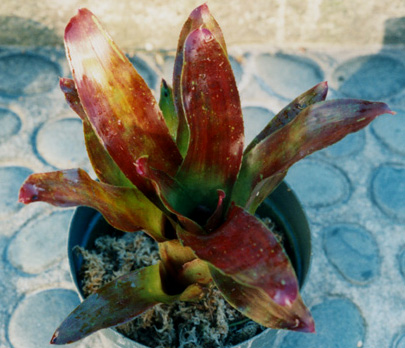 Neoregelia Apricot Beauty