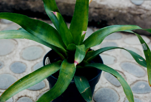 Neoregelia Aztec Gold 