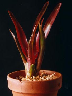 Neoregelia Born of Fire