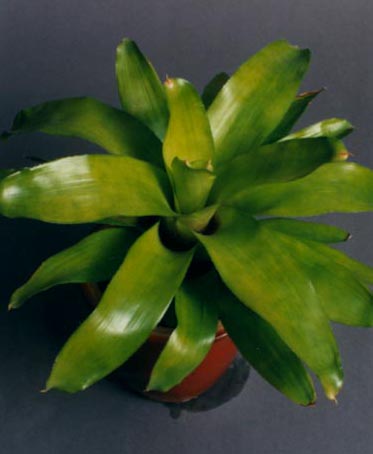 Neoregelia Carolinae Hybrid Bronze 