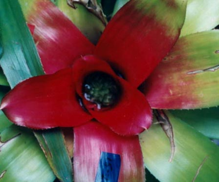 Neoregelia Carolinae Hybrid Bronze 