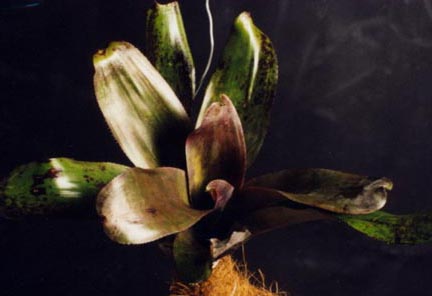 Neoregelia Coolbaugh