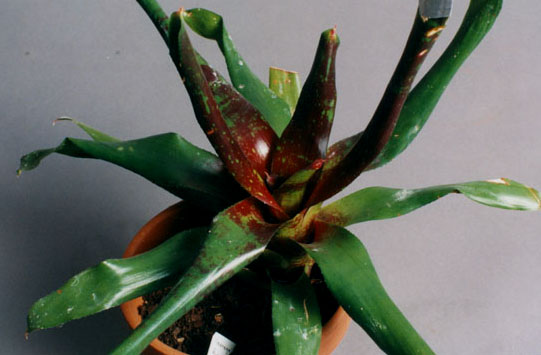 Neoregelia Furnace 