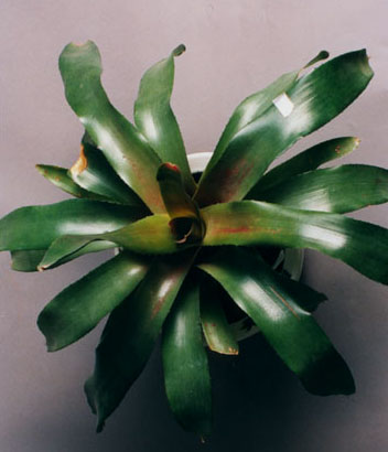 Neoregelia Dexter's Pride 