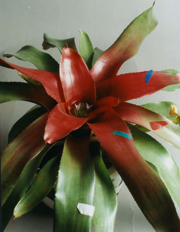 Neoregelia Dexter's Pride 