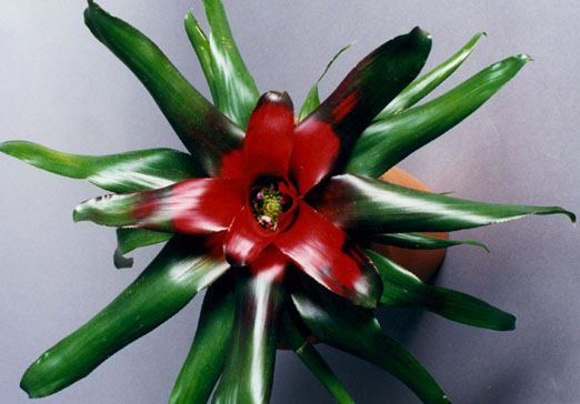 Neoregelia Carolinae