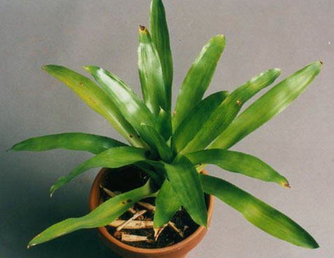 Neoregelia Carolinae