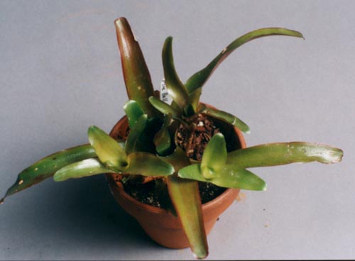 Neoregelia Fireball 