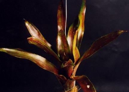 Neoregelia Fosteri Giant red Hybrid 