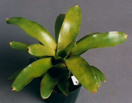 Neoregelia Grey 