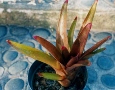 Neoregelia Hybrid no1