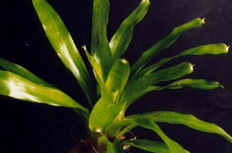 Neoregelia Johannis 