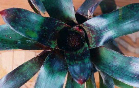 Neoregelia Marmorta