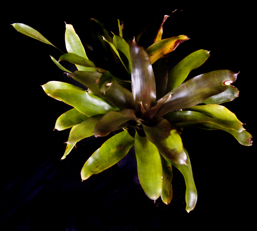 Neoregelia Anna