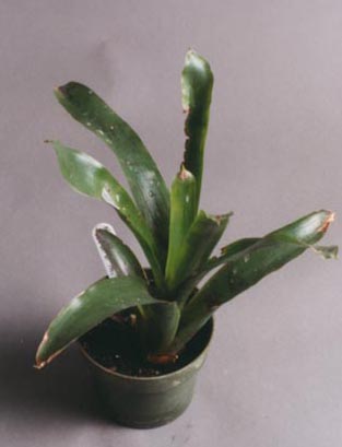 Neoregelia Kautskyii 