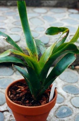 Neoregelia Kautskyii 