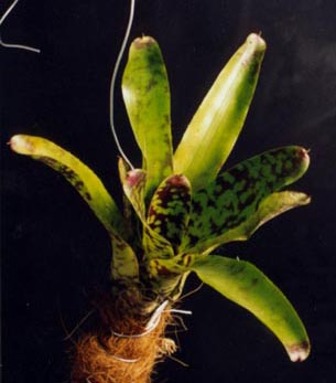 Neoregelia Marcon