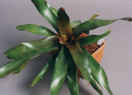 Neoregelia Oh No F2 Purple Centre 