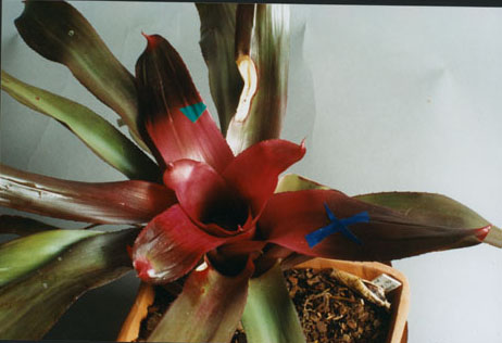 Neoregelia Oh No F2 Purple Centre 