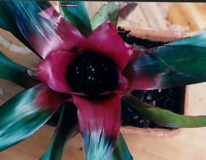 Neoregelia Oh No F2 Purple Centre 