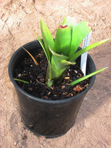 Neoregelia Alendrothane