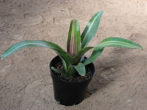 Neoregelia Anna