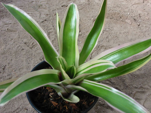 Neoregelia Ladds Choice