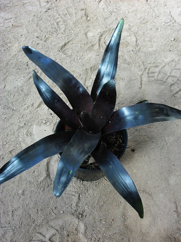 Neoregelia Midnight 