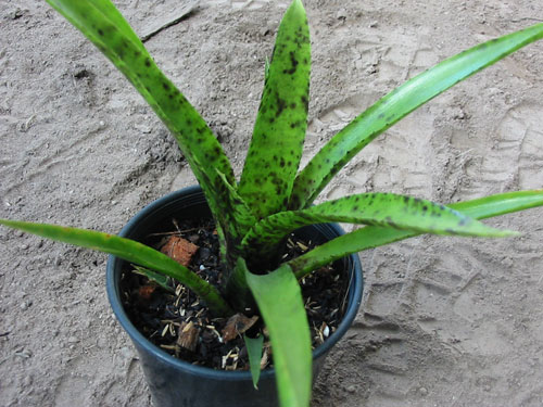 Neoregelia Pauciflora X Smithii