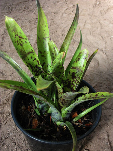 Neoregelia Pauciflora 