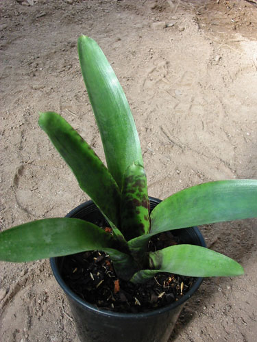 Neoregelia Smithii 