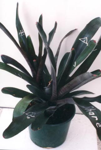 Neoregelia Unidentified No 2