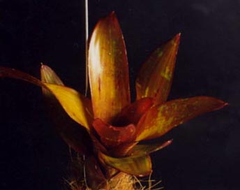 Neoregelia Oh No x Zebra 